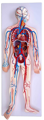 Модель "Кровеносная система человека"